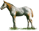 cavalli 149