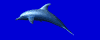delfini 110