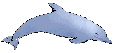 delfini 15