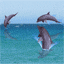 delfini 22