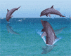 delfini 36