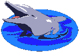 delfini 61