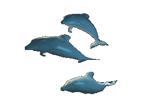 delfini 89