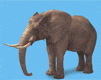 elefanti 105