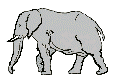elefanti 117