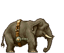 elefanti 173