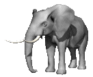 elefanti 187