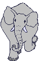 elefanti 212