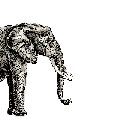 elefanti 221