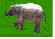 elefanti 242