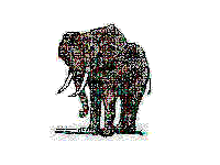 elefanti 282