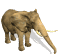 elefanti 34