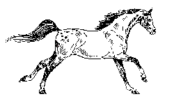 equini 138