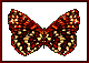 farfalle 247