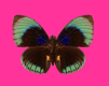 farfalle 57