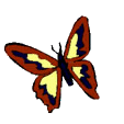 farfalle 92