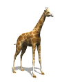 giraffe 22
