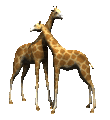 giraffe 23