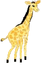 giraffe 26