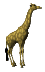 giraffe 29