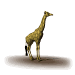 giraffe 31