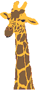 giraffe 37
