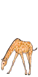 giraffe 48
