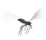 insetti 141