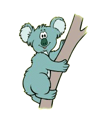koala 17