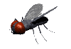 mosche zanzare 16