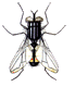 mosche zanzare 21