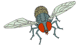 mosche zanzare 35