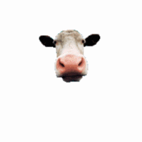 mucche 183