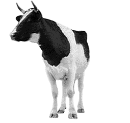 mucche 192