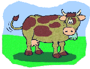 mucche 237