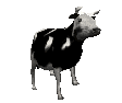 mucche 287