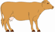 mucche 295