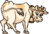 mucche 309