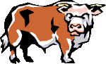 mucche 316