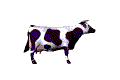 mucche 323