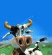 mucche 67