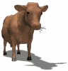 mucche 96