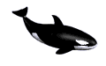 orche 1
