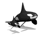 orche 5