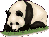 panda 19
