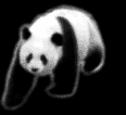 panda 32