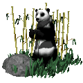 panda 35