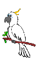 pappagalli 40