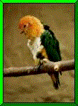 pappagalli 47
