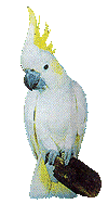 pappagalli 53